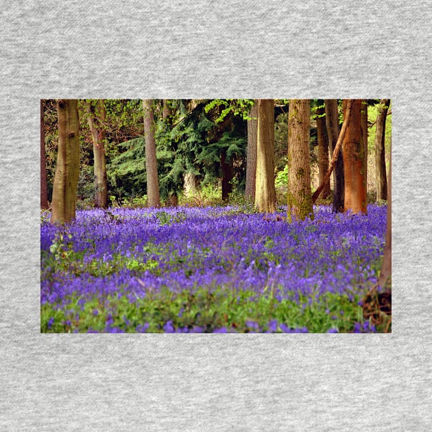 Bluebells Bluebell Woods Basildon Park Berkshire by AndyEvansPhotos